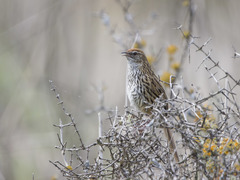 Poodytes punctatus punctatus