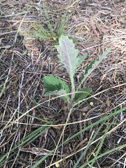 Senecio picridioides