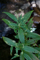 Persicaria robustior