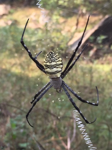 Oval Saint Andrew's Cross Spider