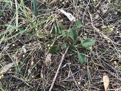 Senecio picridioides
