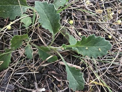 Senecio picridioides