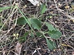 Senecio picridioides