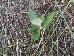 Senecio picridioides