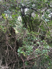 Dovyalis rhamnoides