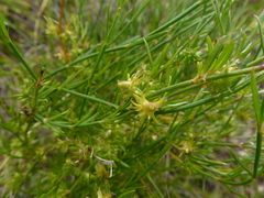 Opercularia turpis