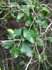 Dovyalis rhamnoides