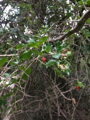 Dovyalis rhamnoides
