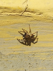 Salticinae