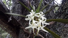 Cyrtorchis arcuata