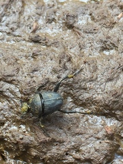 Sisyphus longipes
