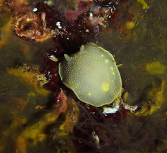 Cadlina laevis