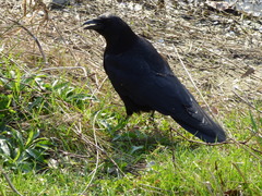 Corvus corone