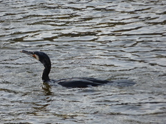 Phalacrocorax carbo