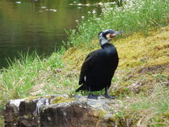 Phalacrocorax carbo