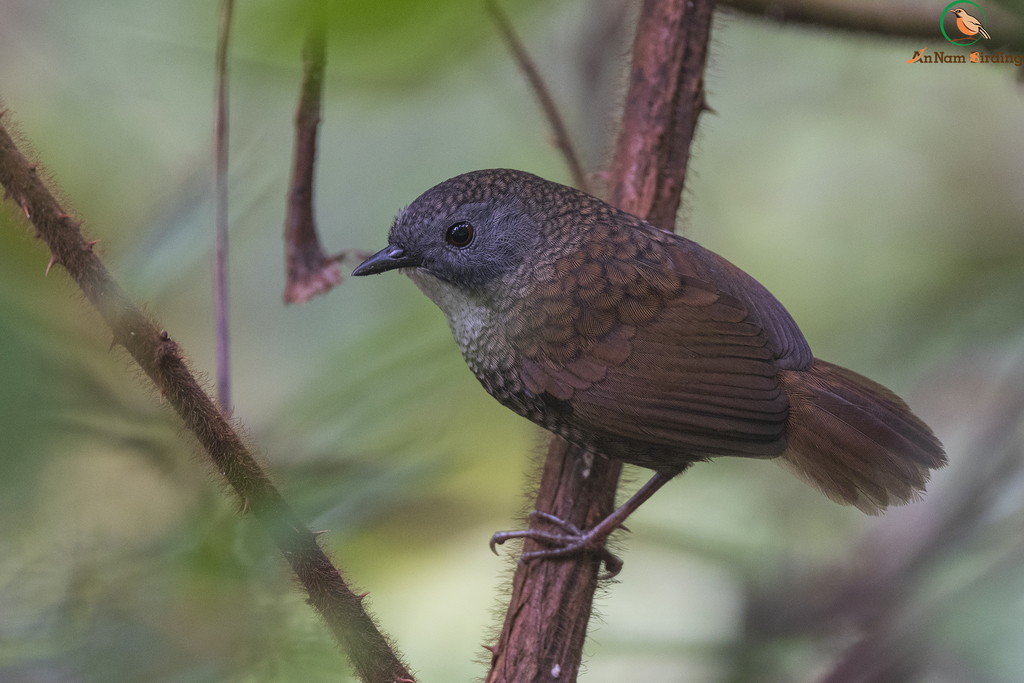 Pale-throated Wren-Babbler photo