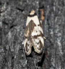 Palimmeces variegata