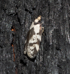 Palimmeces variegata