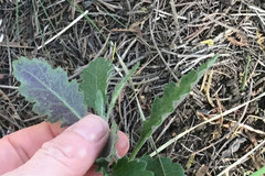 Senecio picridioides
