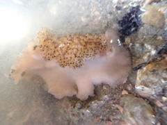 Thysanozoon
