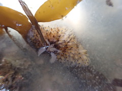 Thysanozoon