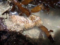 Thysanozoon