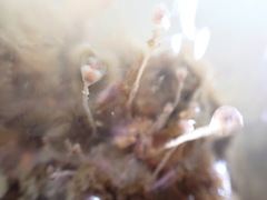 Ectopleura