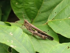 Aiolopus thalassinus