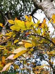 Fagus hayatae