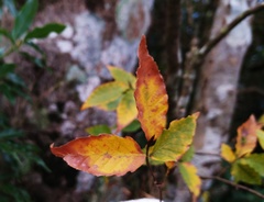 Fagus hayatae