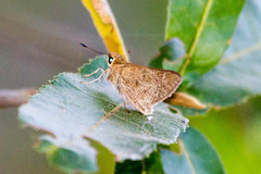 Gegenes pumilio gambica