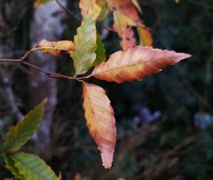 Fagus hayatae