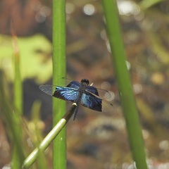 Rhyothemis resplendens