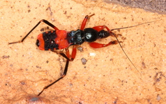 Ectomocoris