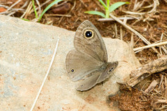 Ypthima asterope asterope