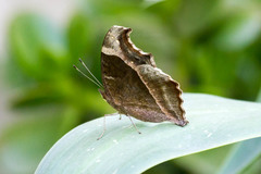 Precis archesia archesia