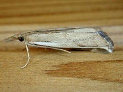 Orocrambus flexuosellus