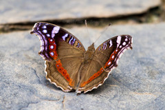 Precis archesia archesia