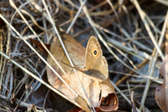Brakefieldia perspicua