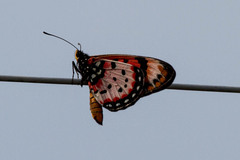 Acraea barberi