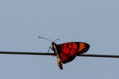 Acraea barberi