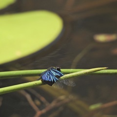 Rhyothemis resplendens