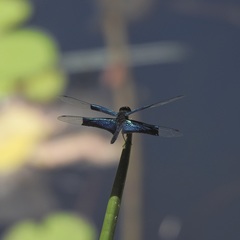 Rhyothemis resplendens