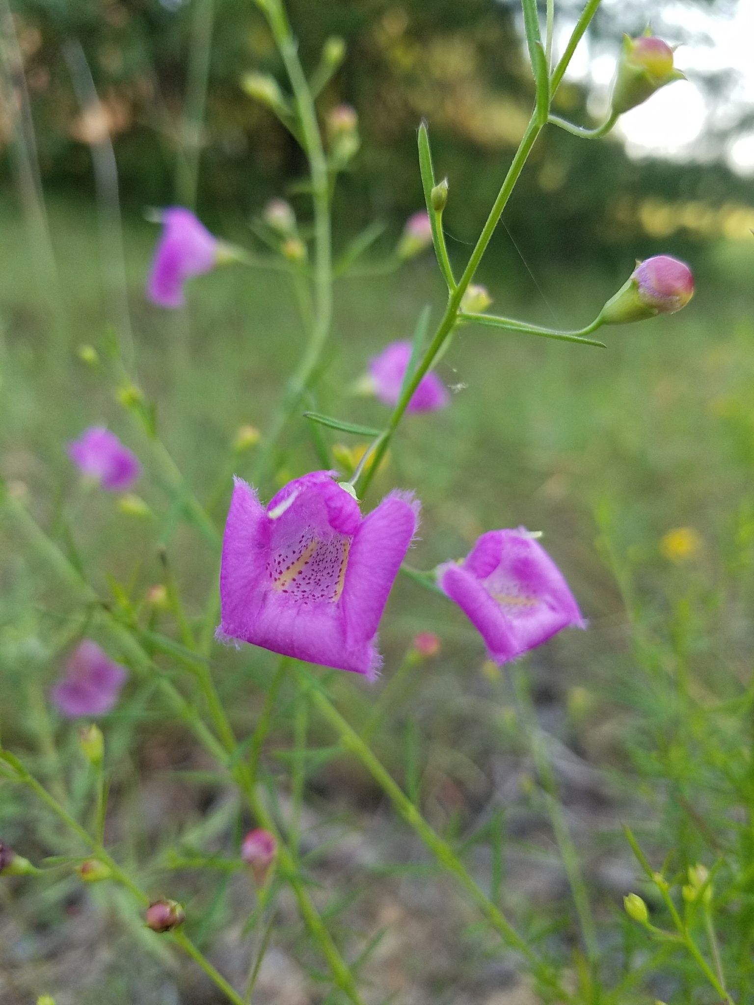 Agalinis homalantha