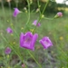 San Antonio False Foxglove - Photo (c) mustardlypig, some rights reserved (CC BY-NC), uploaded by mustardlypig