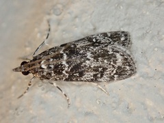 Eudonia philerga