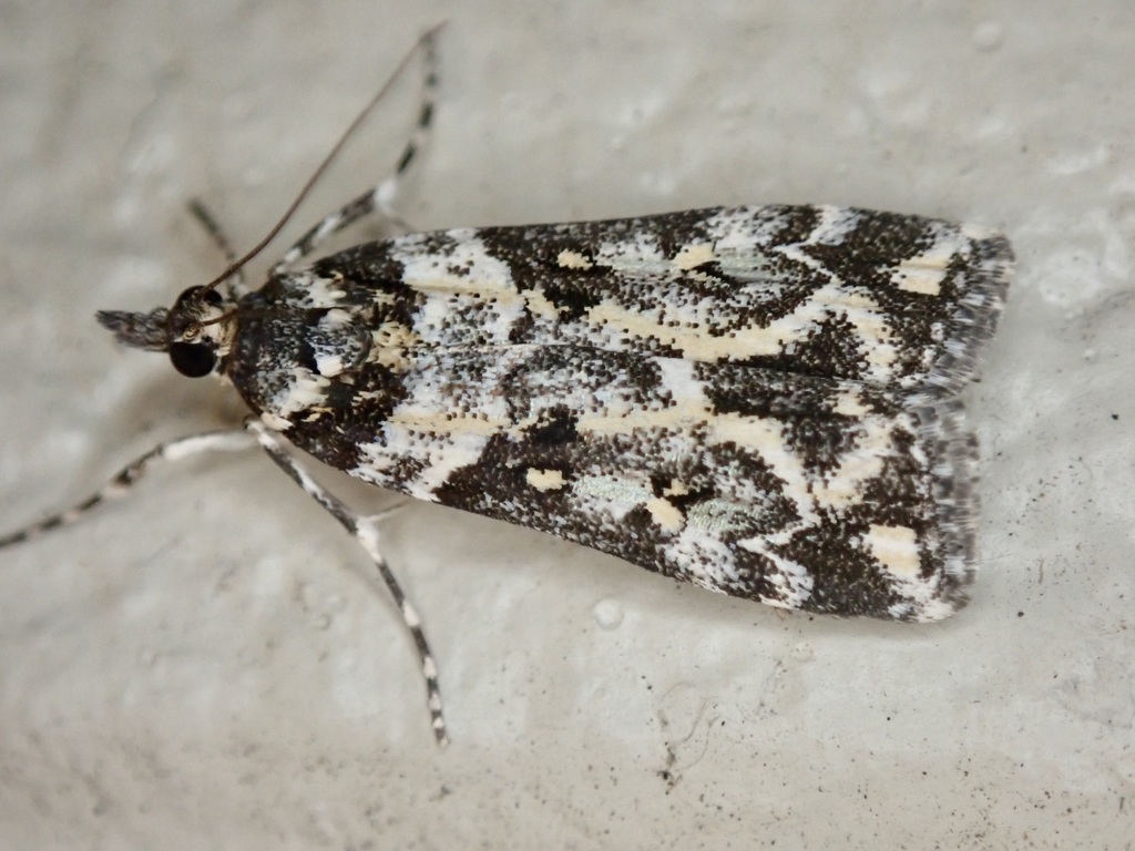 Shining Scoparia