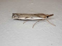 Orocrambus flexuosellus