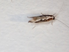 Erechthias fulguritella