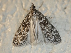 Eudonia philerga